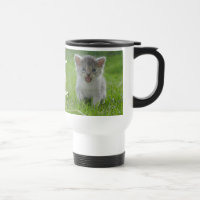 Cute Meow Kitten Tiny but Fierce