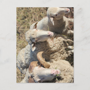 Cute Merino Sheep Family Animals Lamb Postcard