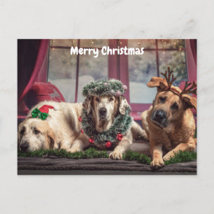 Cute Merry Christmas Dogs Holiday Postcard