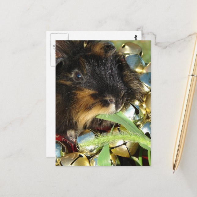 Cute Merry Christmas Guinea Pig Postcard (Front/Back In Situ)