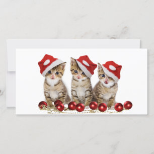 Cute Merry Christmas Kittens Holiday Card