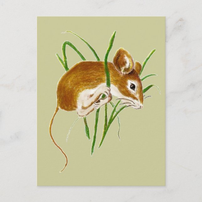 Cute Mice,Mouse Watercolor Animal Nature Postcard (Front)