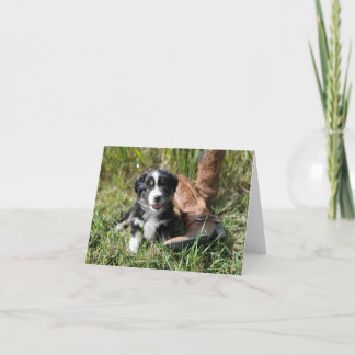 Cute Mini Aussie puppy with cowboy boots Note Card