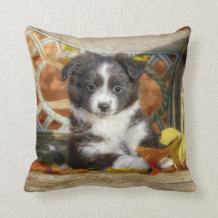 Cute Mini Aussie Shepherd Dog Bi-Colour Puppy - Cushion
