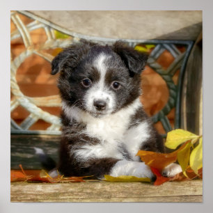 Cute Mini Aussie Shepherd Dog Bi-Colour Puppy _ Poster