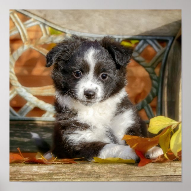 Cute Mini Aussie Shepherd Dog Bi-Colour Puppy _ Poster (Front)
