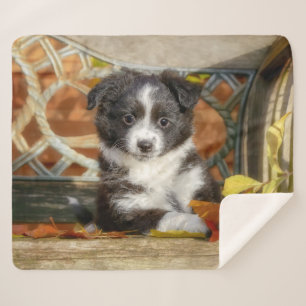 Cute Mini Aussie Shepherd Dog Bi-Colour Puppy -- Sherpa Blanket