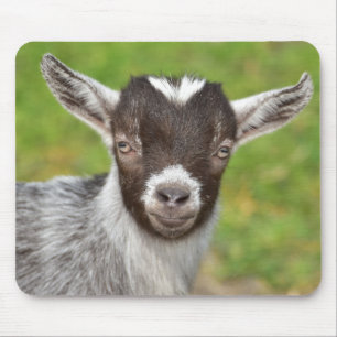 Cute Mini Dwarf Goat Kid Mouse Pad