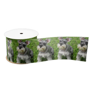 Cute Mini Schnauzer on Grass Spool of Ribbon Satin Ribbon