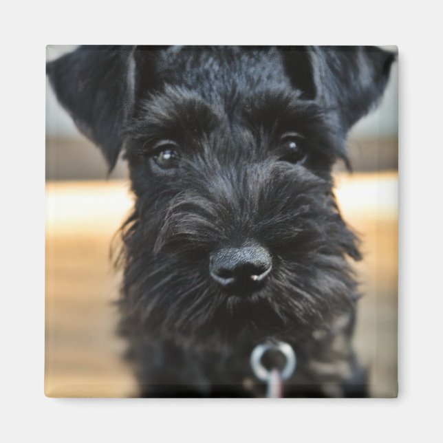 Cute Miniature Schnauzer Magnet (Front)