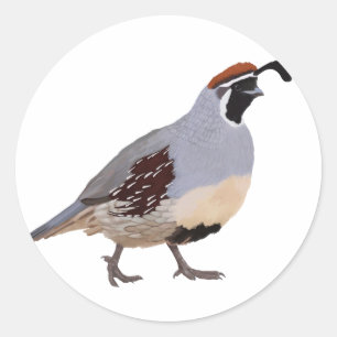 Cute Minimal Quail Drawing Classic Round Sticker