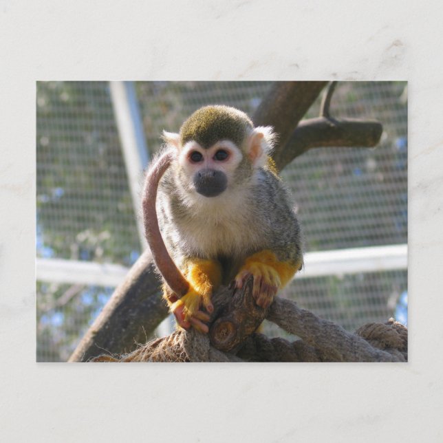 Cute Monkey Postcard (Front)