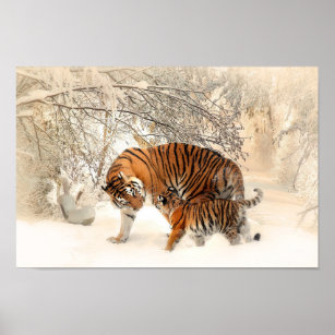 Cute Mother Tiger with Baby in Snow Poster