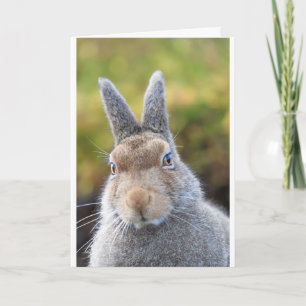 cute mountain hare card