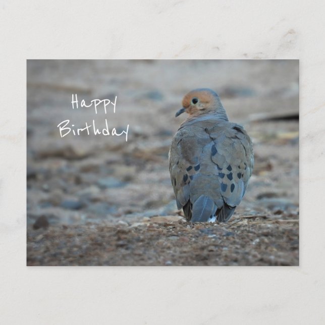 Cute Mourning Dove Birthday Postcard (Front)