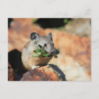 Cute Mouse Eating Greens Photo Postcard