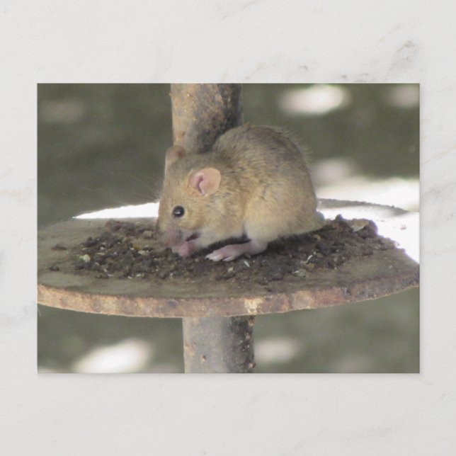 Cute Mouse Sneaking a Meal Postcard (Front)