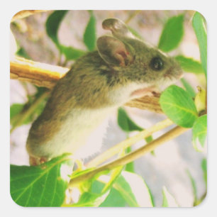 Cute Mouse Sticker