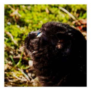 Cute Munchkin Cat Looking Up Poster