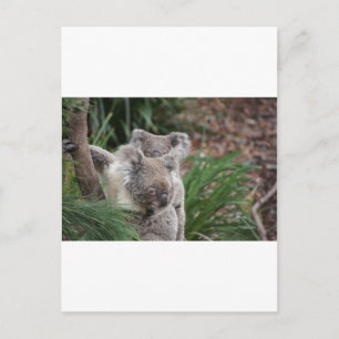 Cute Nature Jungle Tree Safari Koala Animals Bear Postcard