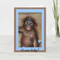 Cute new Baby Monkey Business