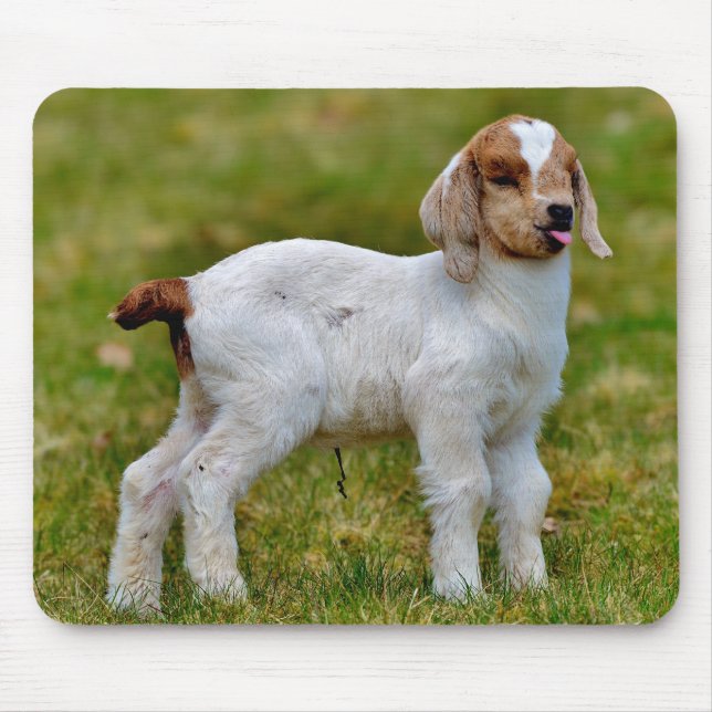 Cute newborn boer goat kid mouse mat (Front)