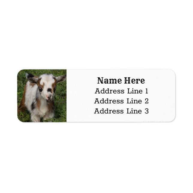 Cute Nigerian Dwarf Dairy Goat Kid Return Address (Front)