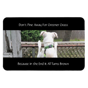 Cute Nosey White Dog Looking at Other Yard's Grass Magnet