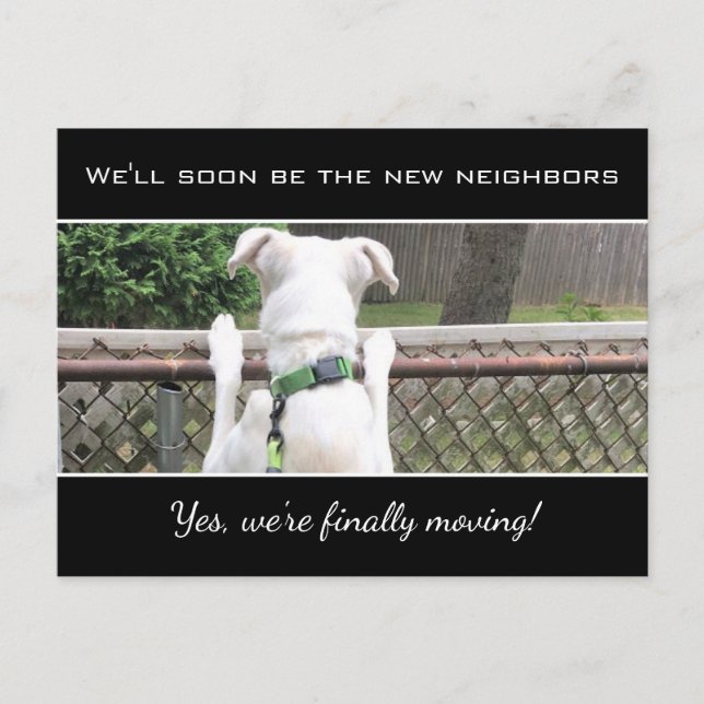 Cute Nosey White Puppy Dog Spying On Neighbours An Announcement Postcard (Front)