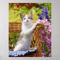 Cute Nosy Baby Cat Kitten in a Flowering Garden -