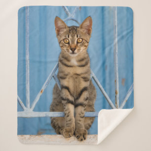 Cute Nosy Tabby Cat Kitten Sitting in a Blue Fence Sherpa Blanket