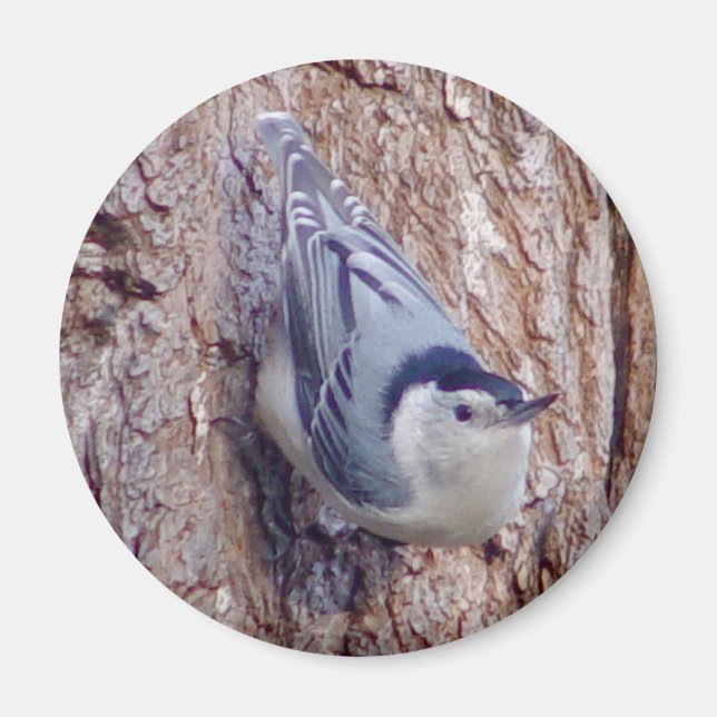 Cute Nuthatch Bird Magnet (Front)