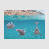 Cute Ocean Dolphin Lover Sealife Ocean