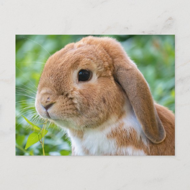 Cute Orange and White Bunny Postcard (Front)