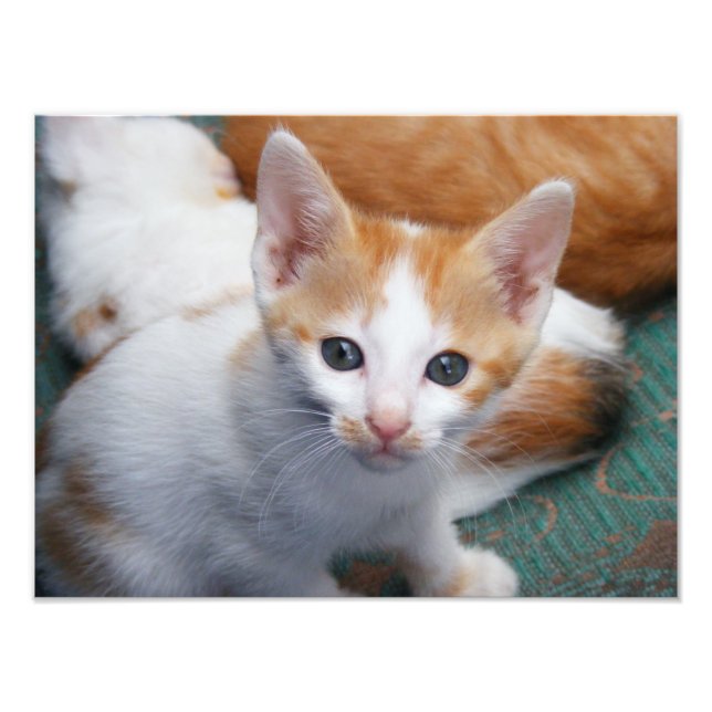 Cute Orange and White Kitten Poster (Front)