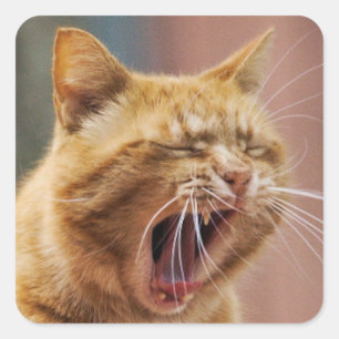 Cute Orange Cat Yawning Animal Nature Wildlife Square Sticker