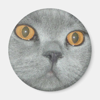 Cute Orange Eyed Kitty Magnet