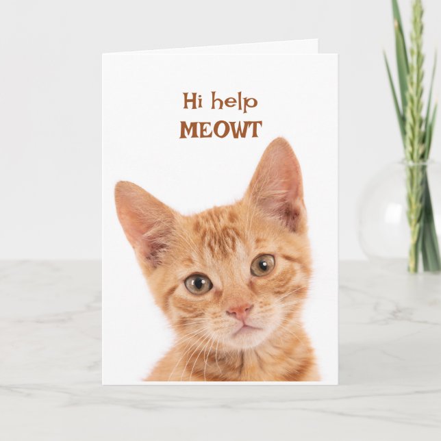 Cute Orange Kitten Hi How are you Funny Animal  Card (Front)
