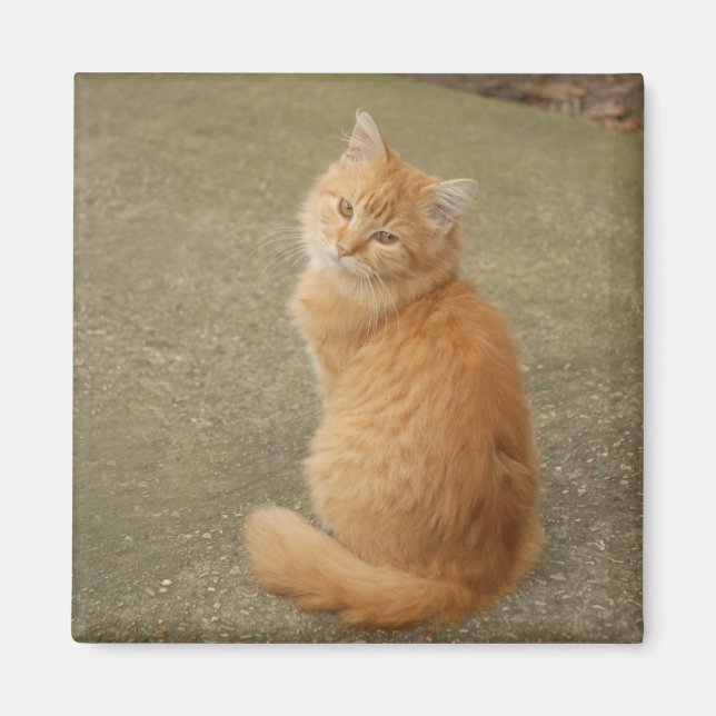 Cute Orange Kitten Photo Magnet (Front)