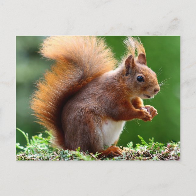 Cute orange squirrel postcard (Front)