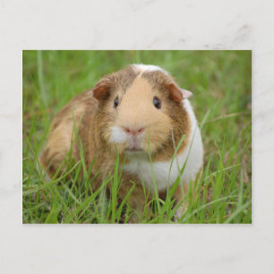 Cute orange-white guinea pig in grass postcard