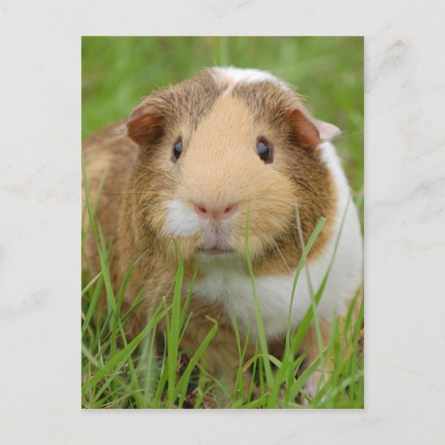 Cute orange-white guinea pig in grass postcard (Front)