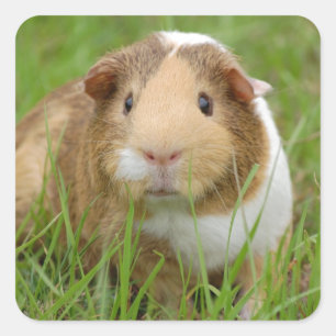 Cute orange-white guinea pig in grass square sticker