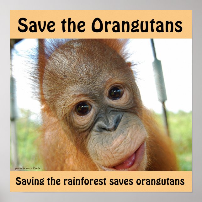Cute Orangutan Endangered Species Poster (Front)