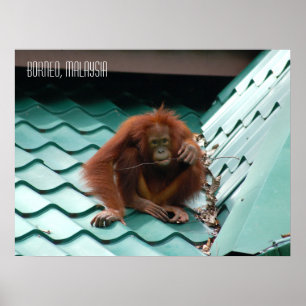 Cute Orangutan in Sabah Borneo Jungle Poster