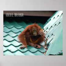 Cute Orangutan in Sabah Borneo Jungle