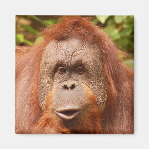 Cute orangutan magnet