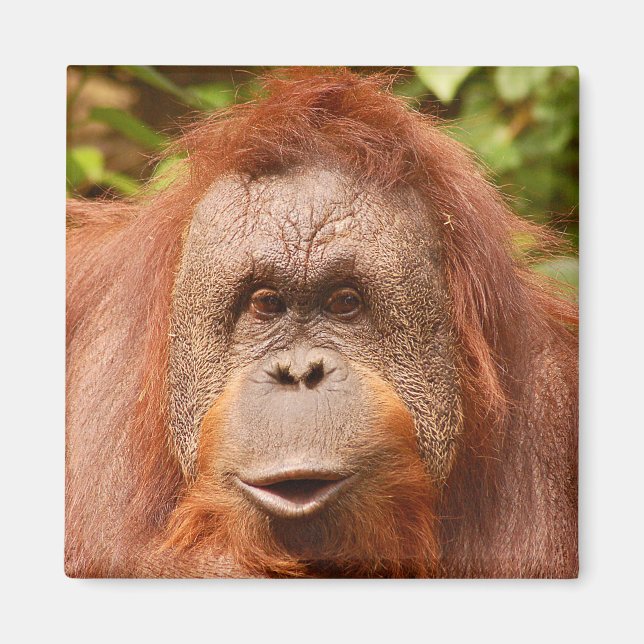 Cute orangutan    magnet (Front)