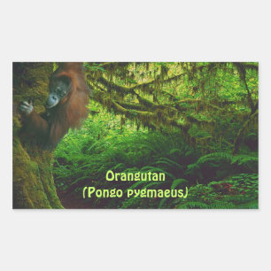 Cute Orangutan Playing in the Jungle Stickers