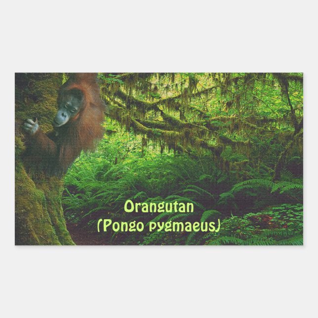 Cute Orangutan Playing in the Jungle Stickers (Front)